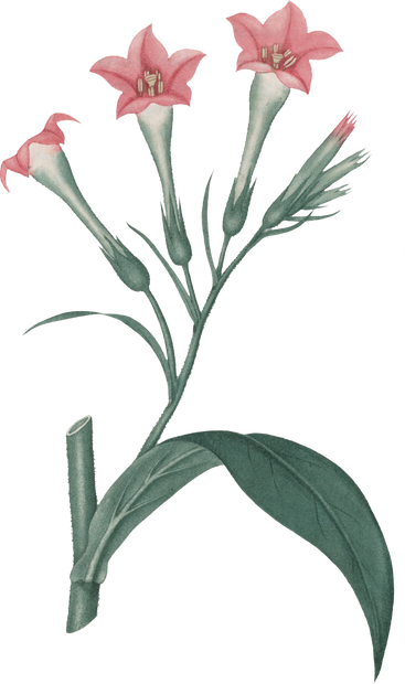 Floral Plant Illustration